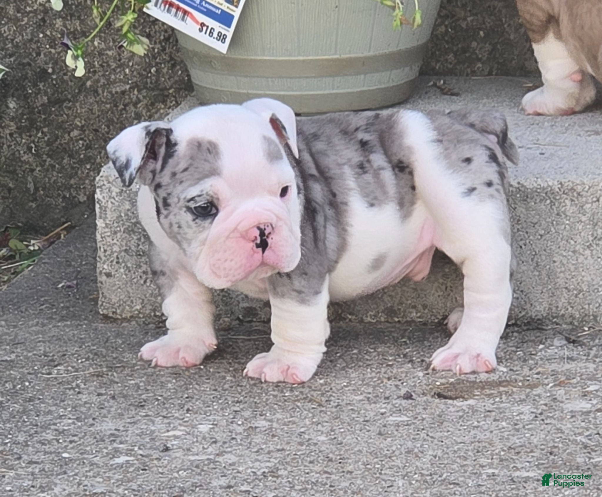 English Bulldog dogs Toby - Ad 1