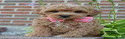 Shihpoo dogs for sale: Sadie - Ad 1