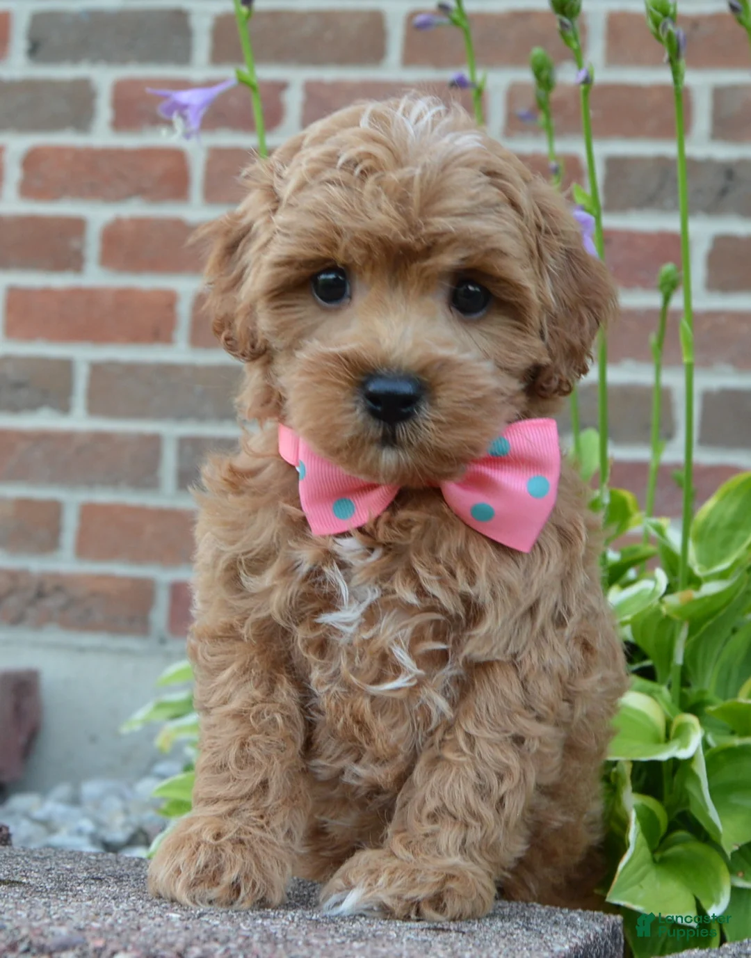 Shihpoo dogs for sale: Sadie - Ad 1