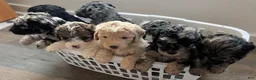 Mixed Breed dogs for sale: Golden Aussiedoodle 4 - Ad 8