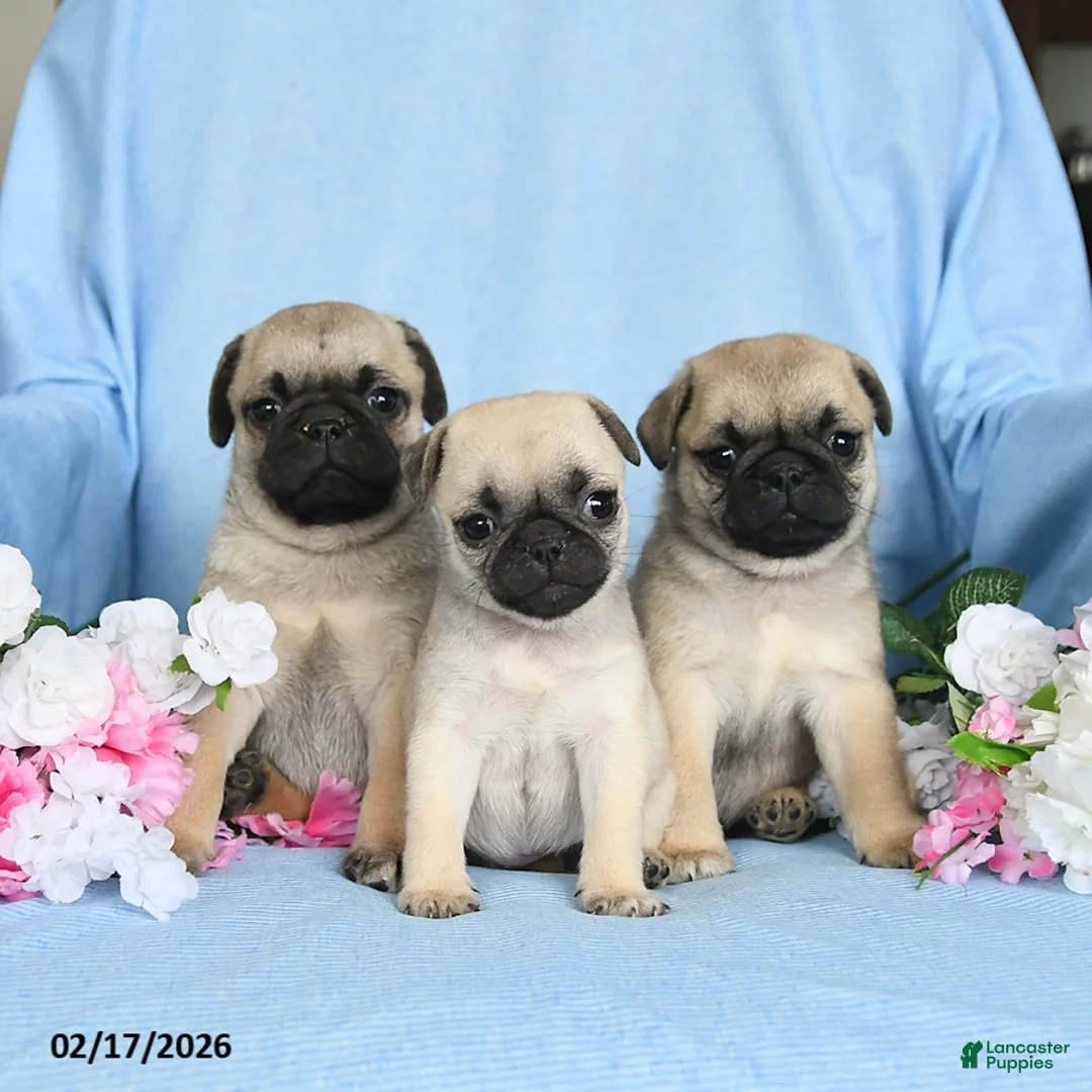Pug dogs for sale: Buddy - Ad 5