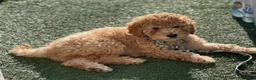 Mini Goldendoodle dogs for sale: Mini Goldendoodle Male Apricot Small - Ad 3