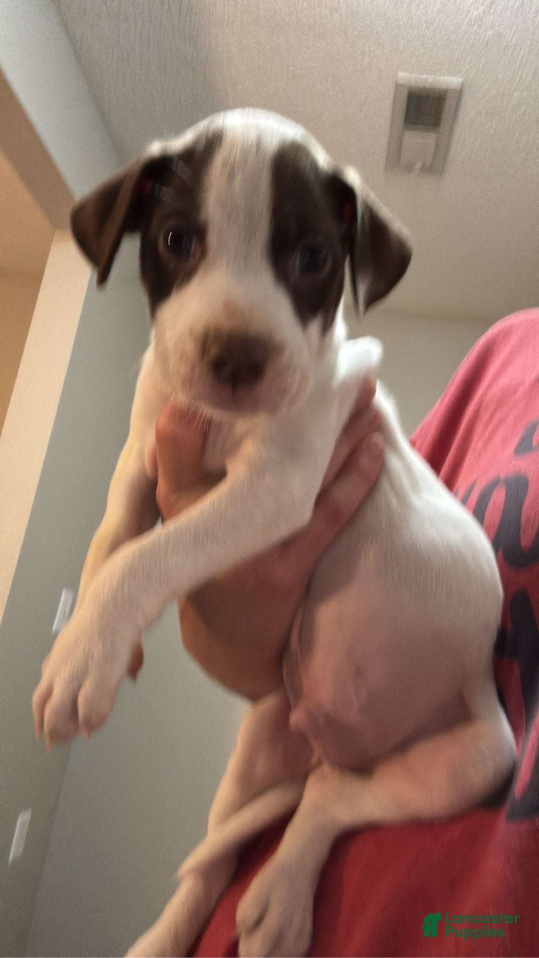 Mixed Breed dogs for sale: Mixed Breed 3 - Ad 2