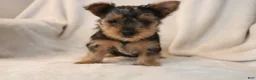 Yorkshire Terrier dogs for sale: Polly - Ad 1