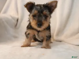 Yorkshire Terrier dogs for sale: Polly - Ad 4