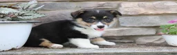 Welsh Corgi Pembroke dogs for sale: Dallas - Ad 4