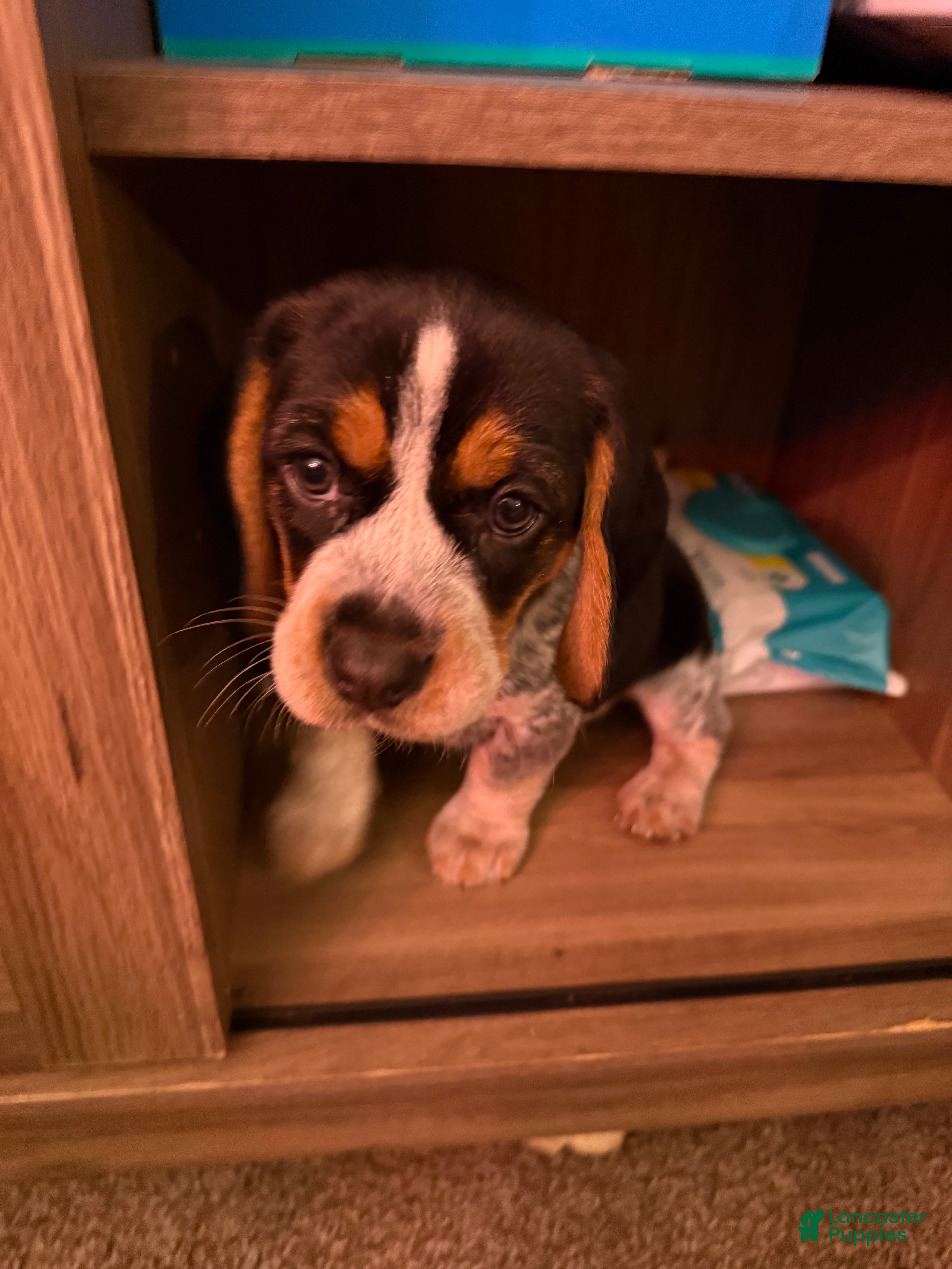 Beagle dogs Beagle Puppy 2 - Ad 36