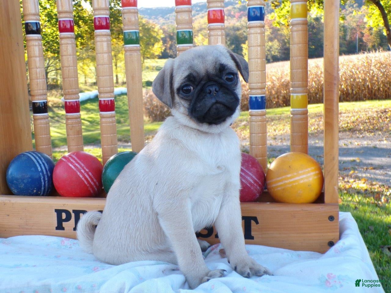 Pug dogs for sale: Dahlia - Ad 1