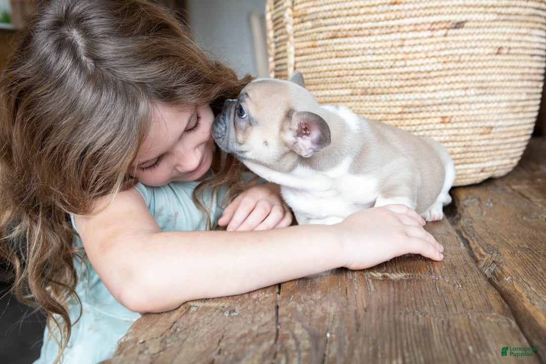 French Bulldog dogs for sale: captain AKC - Ad 2