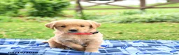 Golden Retriever dogs for sale: Cricket - Ad 5