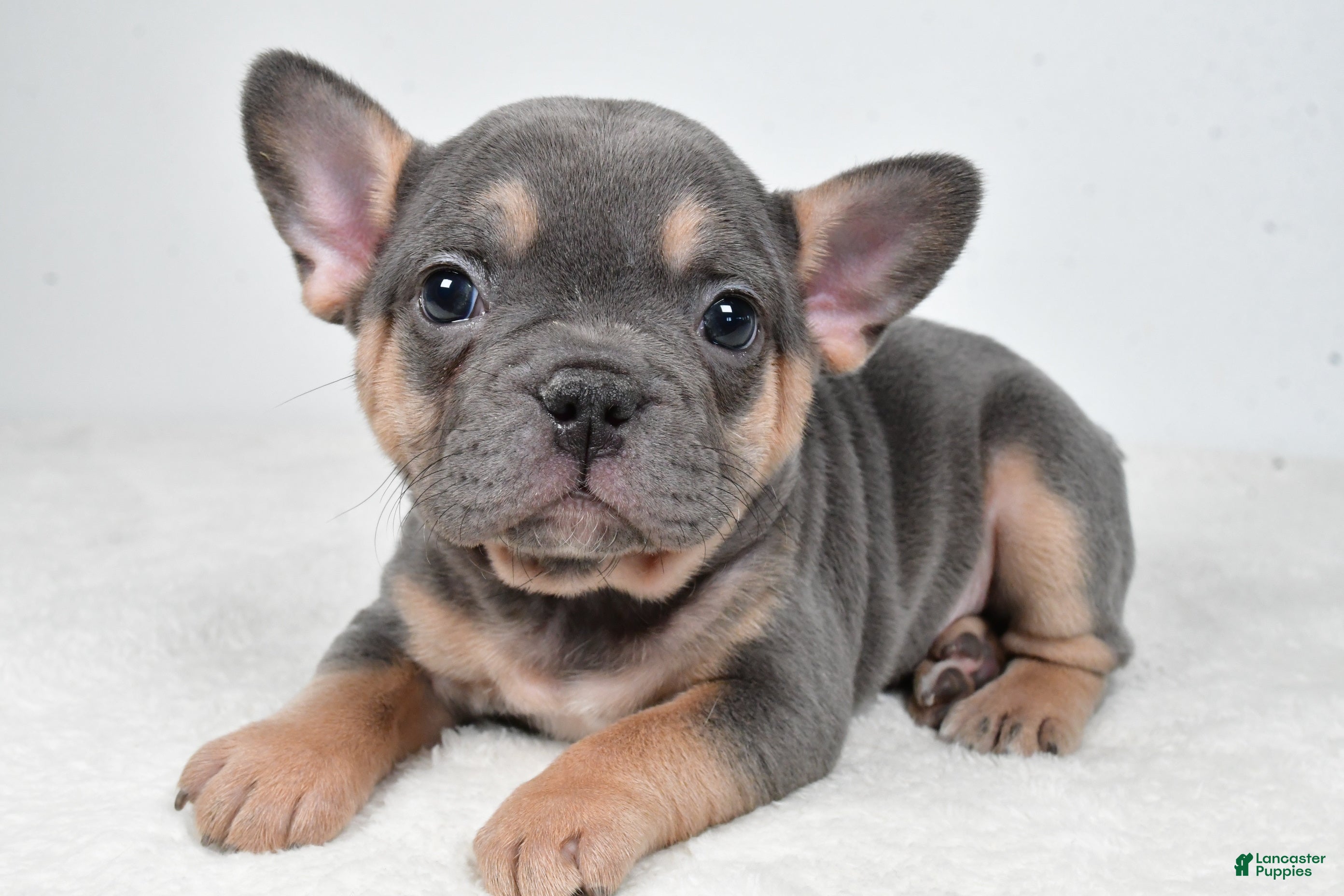 French Bulldog dogs Bella - Ad 1