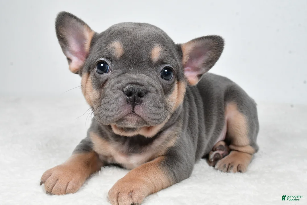French Bulldog dogs for sale: Bella - Ad 1
