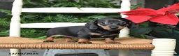 Miniature Dachshund dogs for sale: Dream  - Ad 2