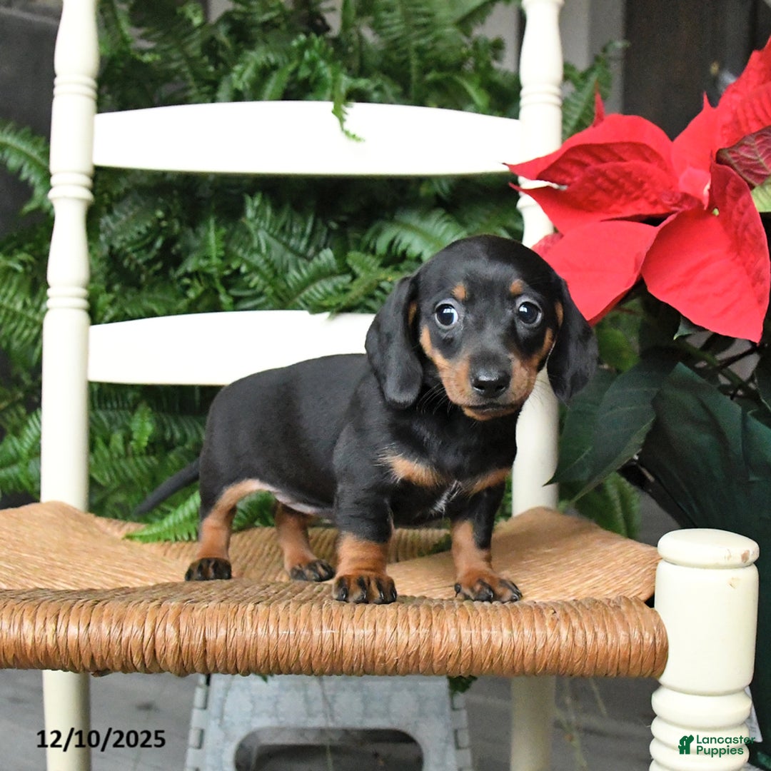 Miniature Dachshund dogs for sale: Dream  - Ad 2