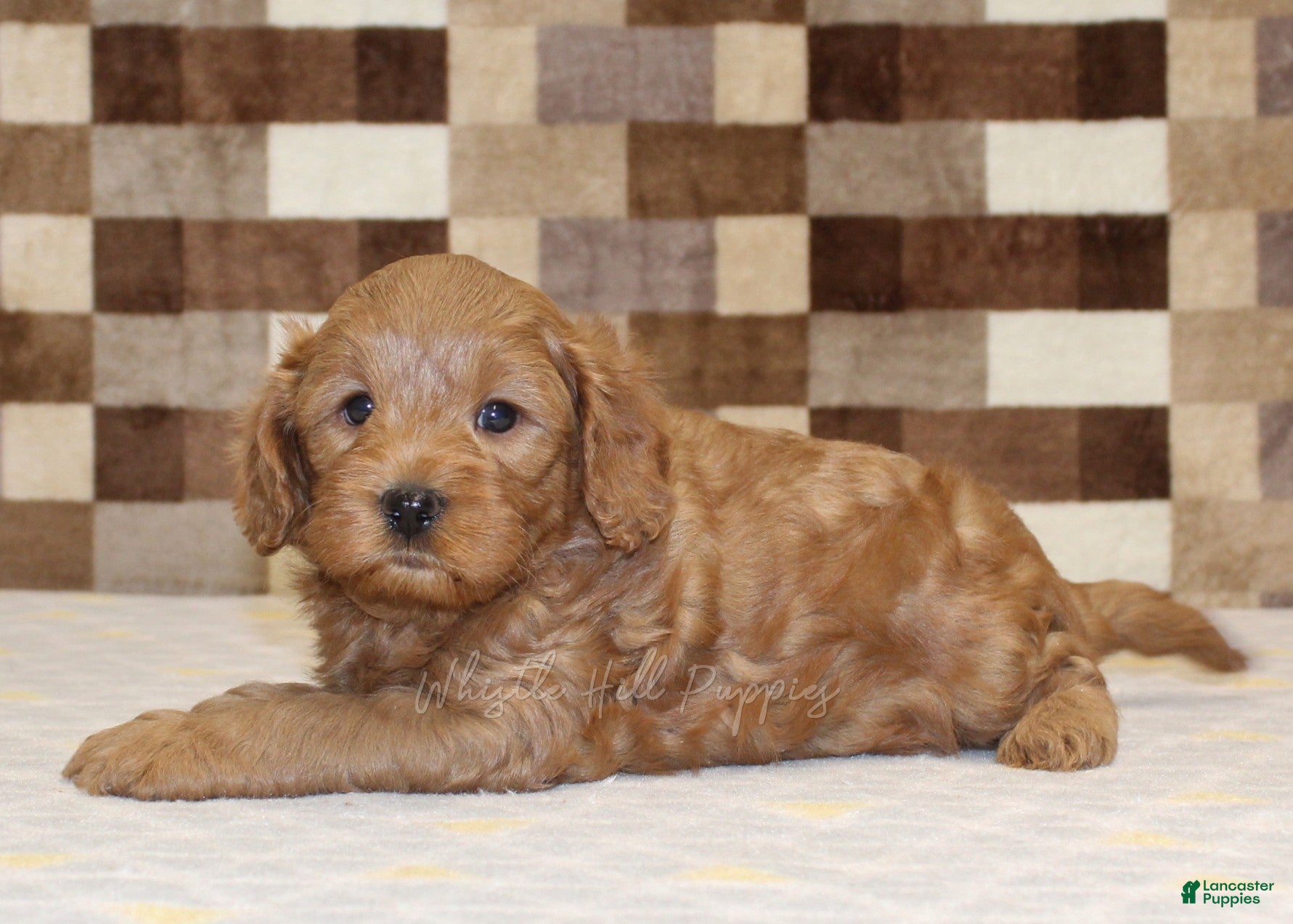 Cavapoo dogs Oreo - Ad 2