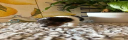 Wire Fox Terrier dogs for sale: Fru Fru  - Ad 6