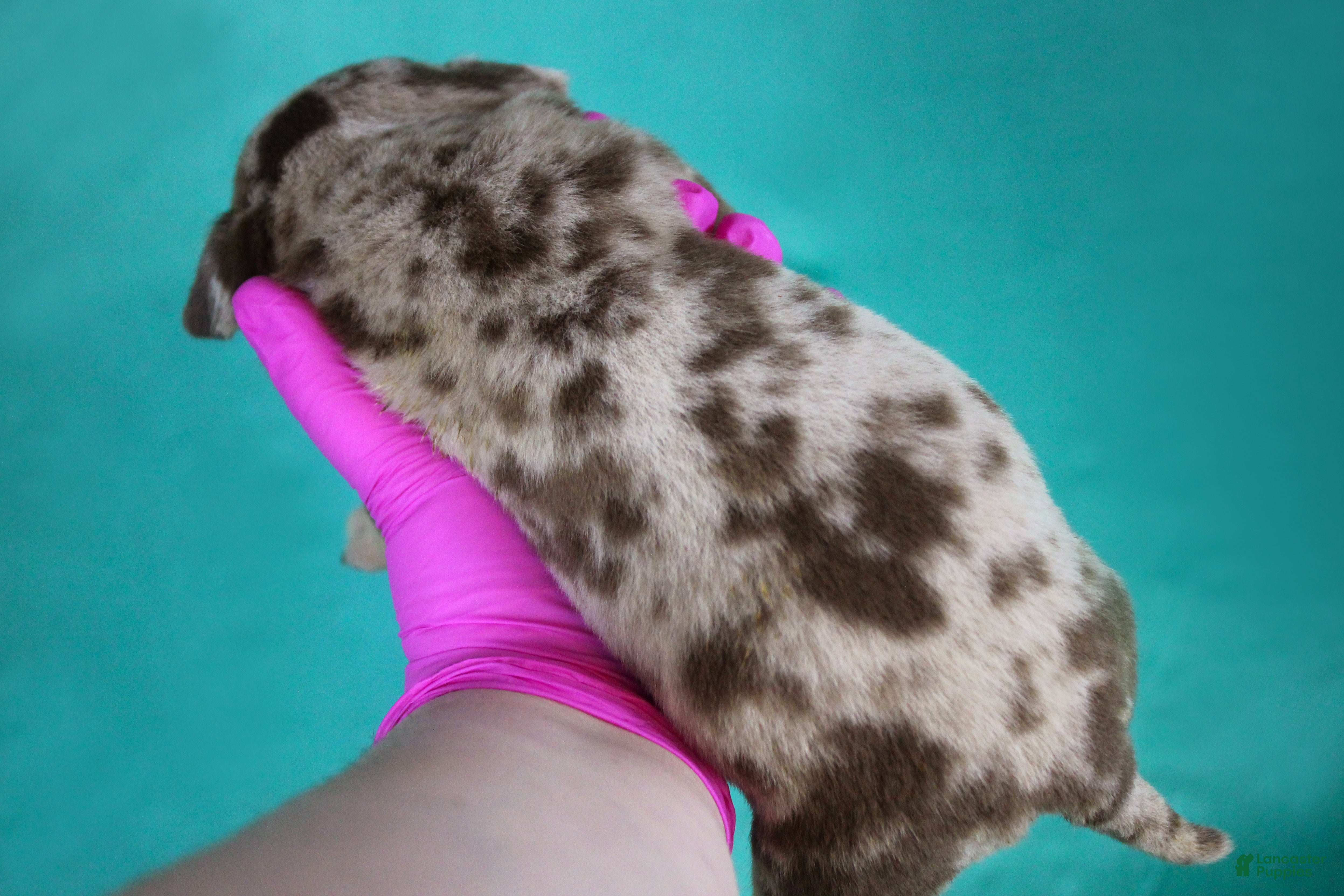 American Bully dogs Chocolate Tri Merle Male - Ad 2