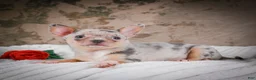 Chihuahua dogs for sale: Phillip - Ad 12