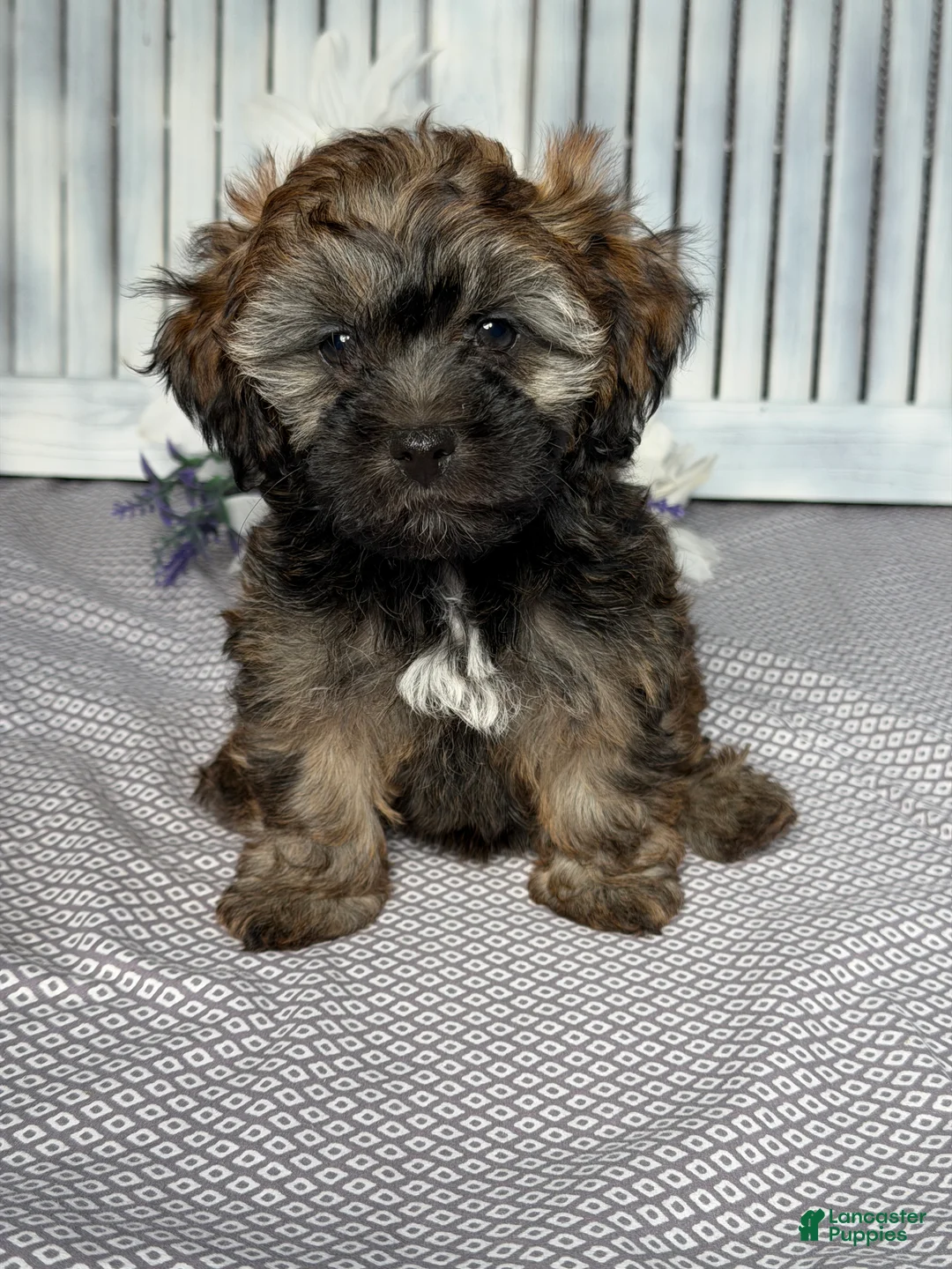 Havapoo dogs for sale: Sophie  - Ad 1