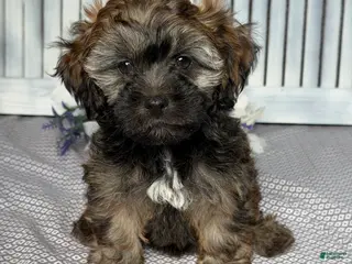 Havapoo dogs for sale: Sophie - Ad 3