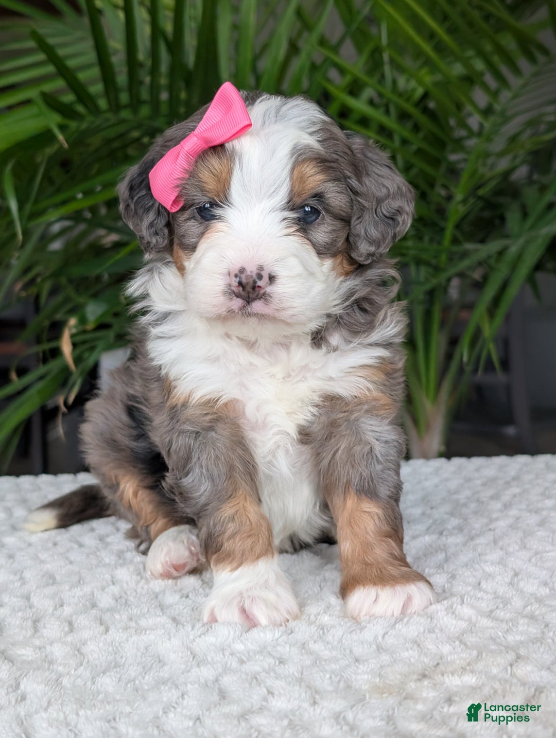 Mini Bernedoodle dogs for sale: Mini Emmie  - Ad 11