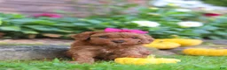 Cockapoo dogs for sale: Goldie - Ad 6