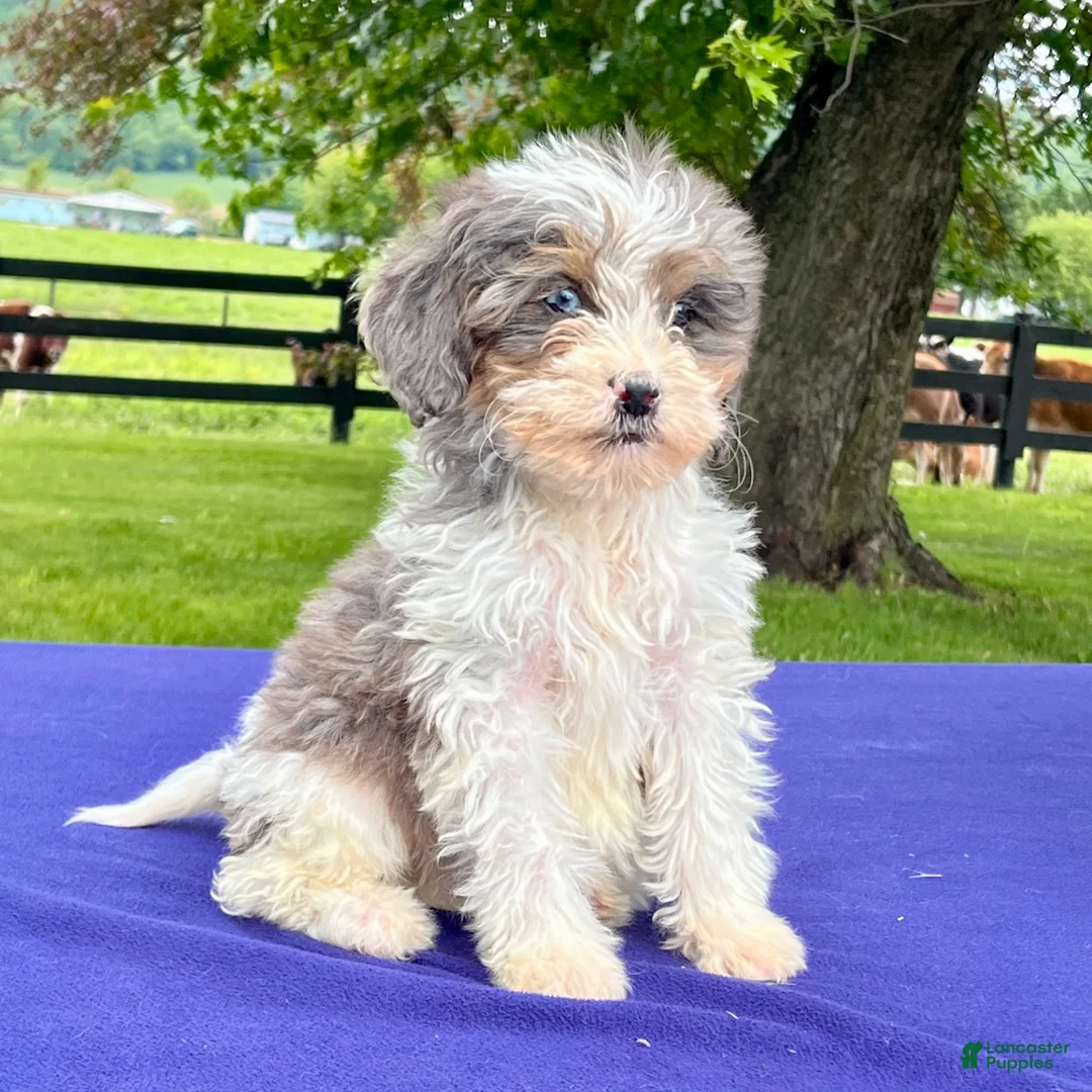 Bernedoodle dogs for sale: Nova - Ad 5