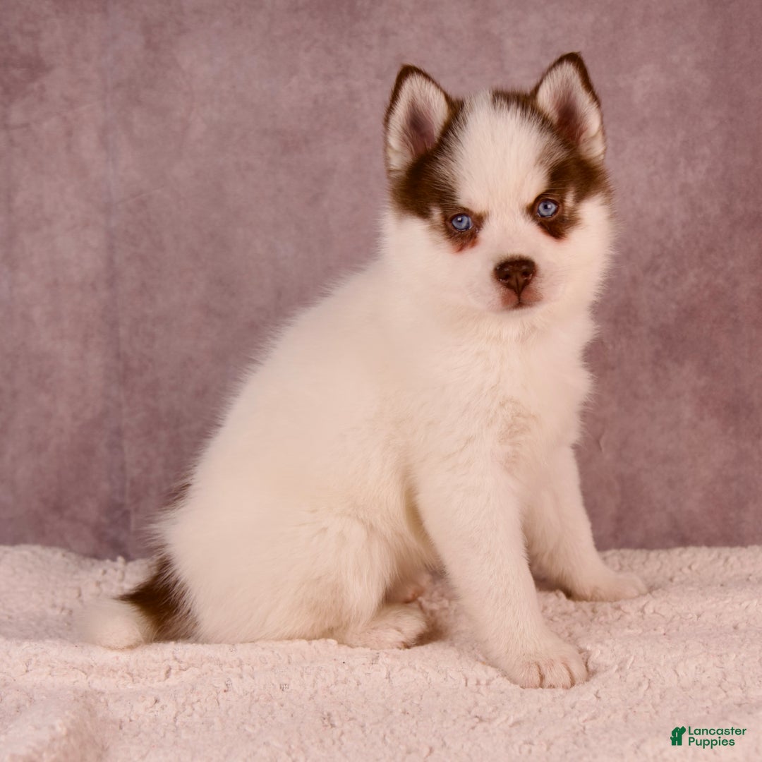 Pomsky dogs for sale: AJay - Ad 30