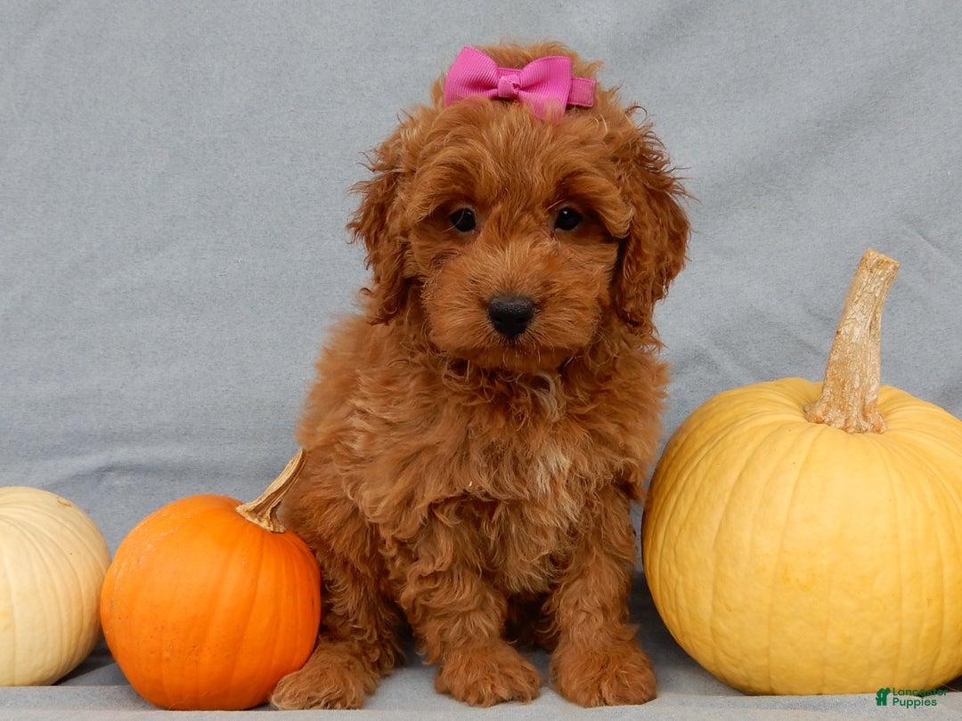 Mini Goldendoodle dogs for sale: Laci - Ad 9