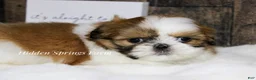 Shih Tzu dogs for sale: Winston  - Ad 6