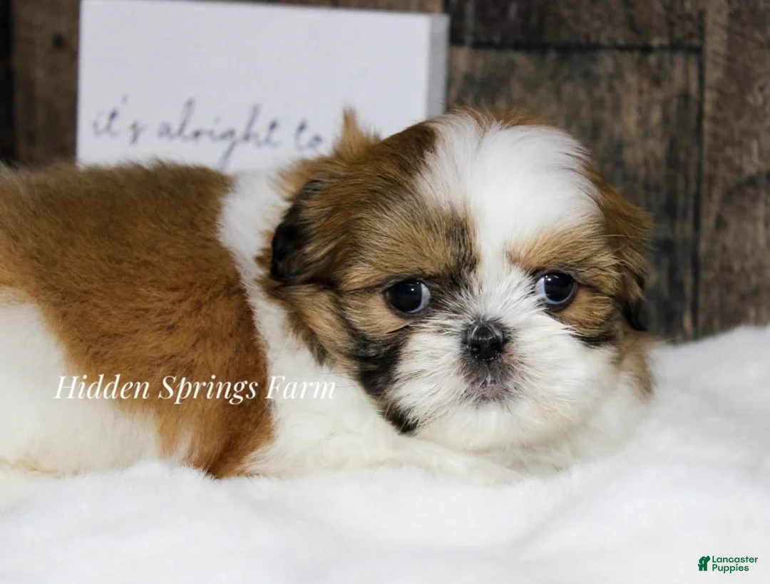 Shih Tzu dogs for sale: Winston  - Ad 6