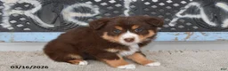 Australian Shepherd dogs for sale: Sky - Ad 3