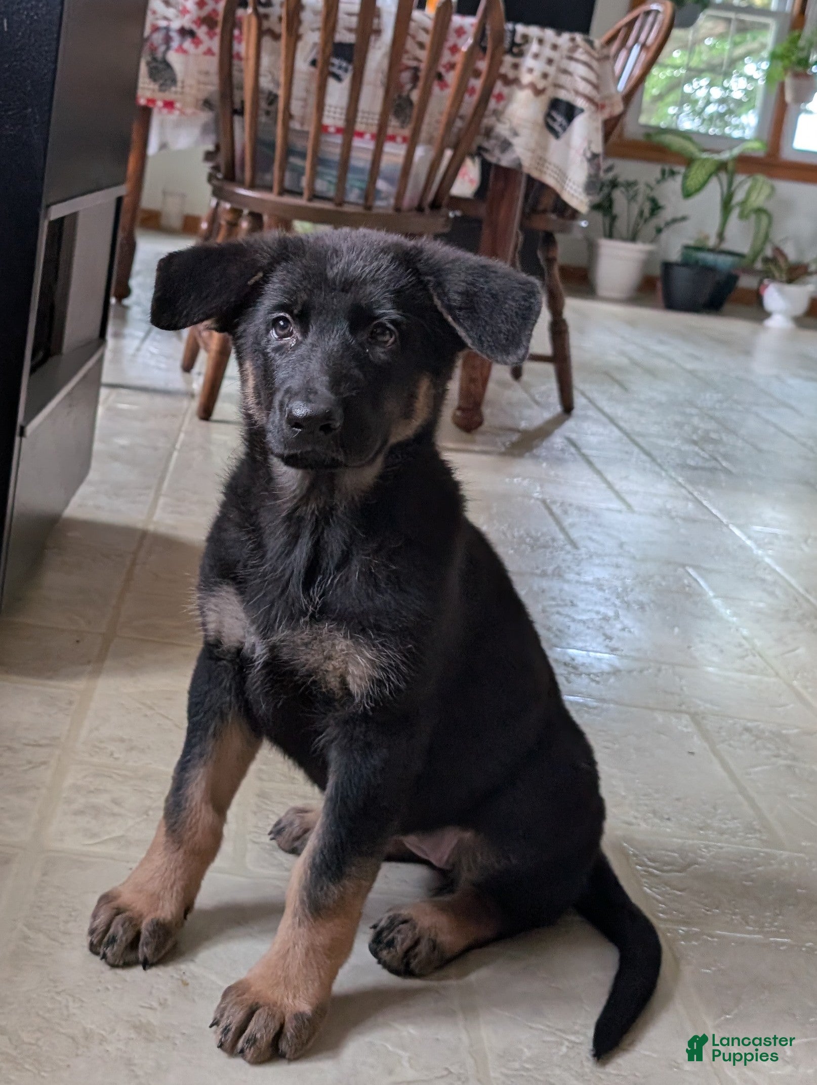 German Shepherd dogs Mati - Ad 1