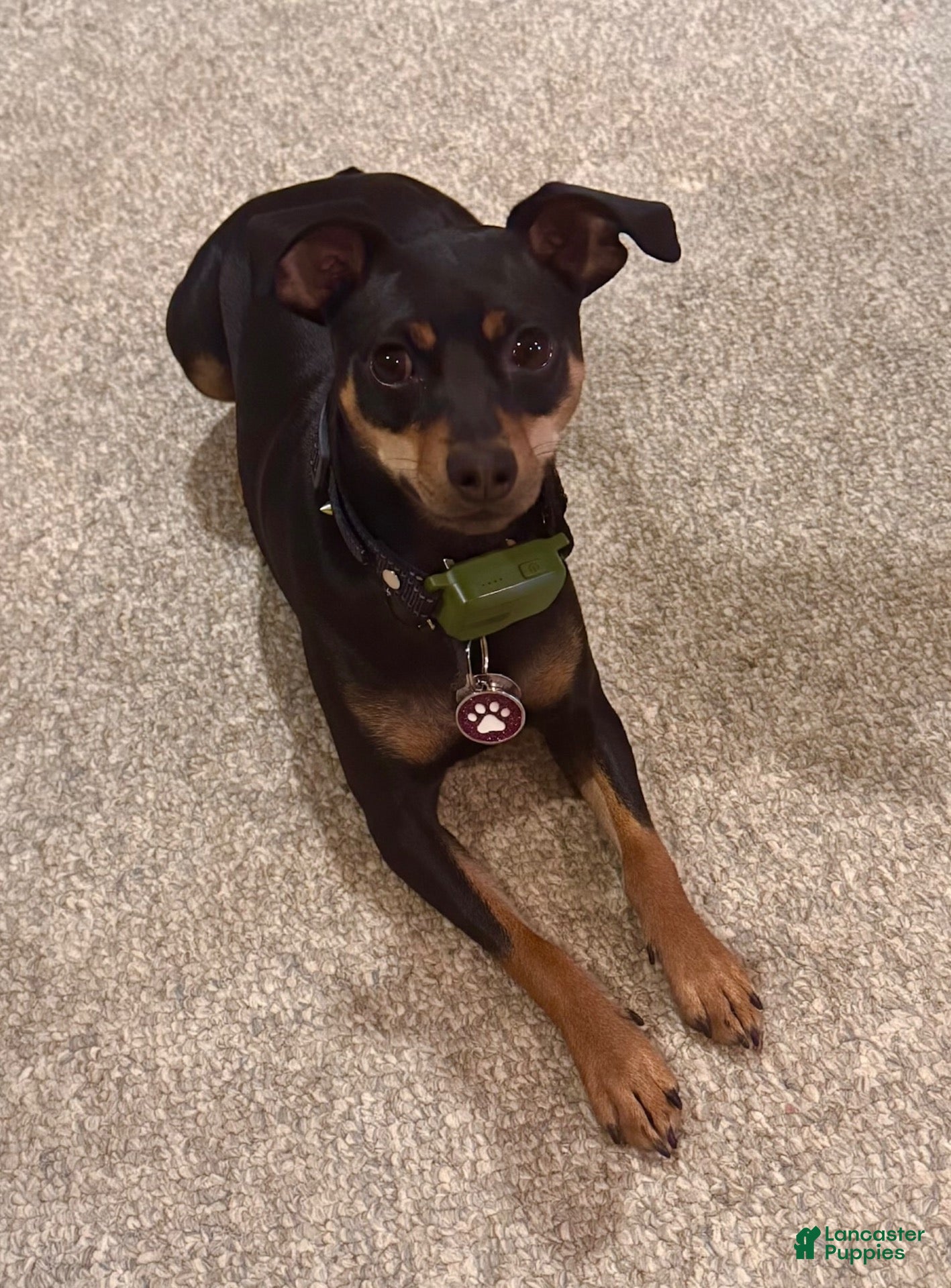 Miniature Pinscher dogs for sale: Miniature Pinscher 1 - Ad 10