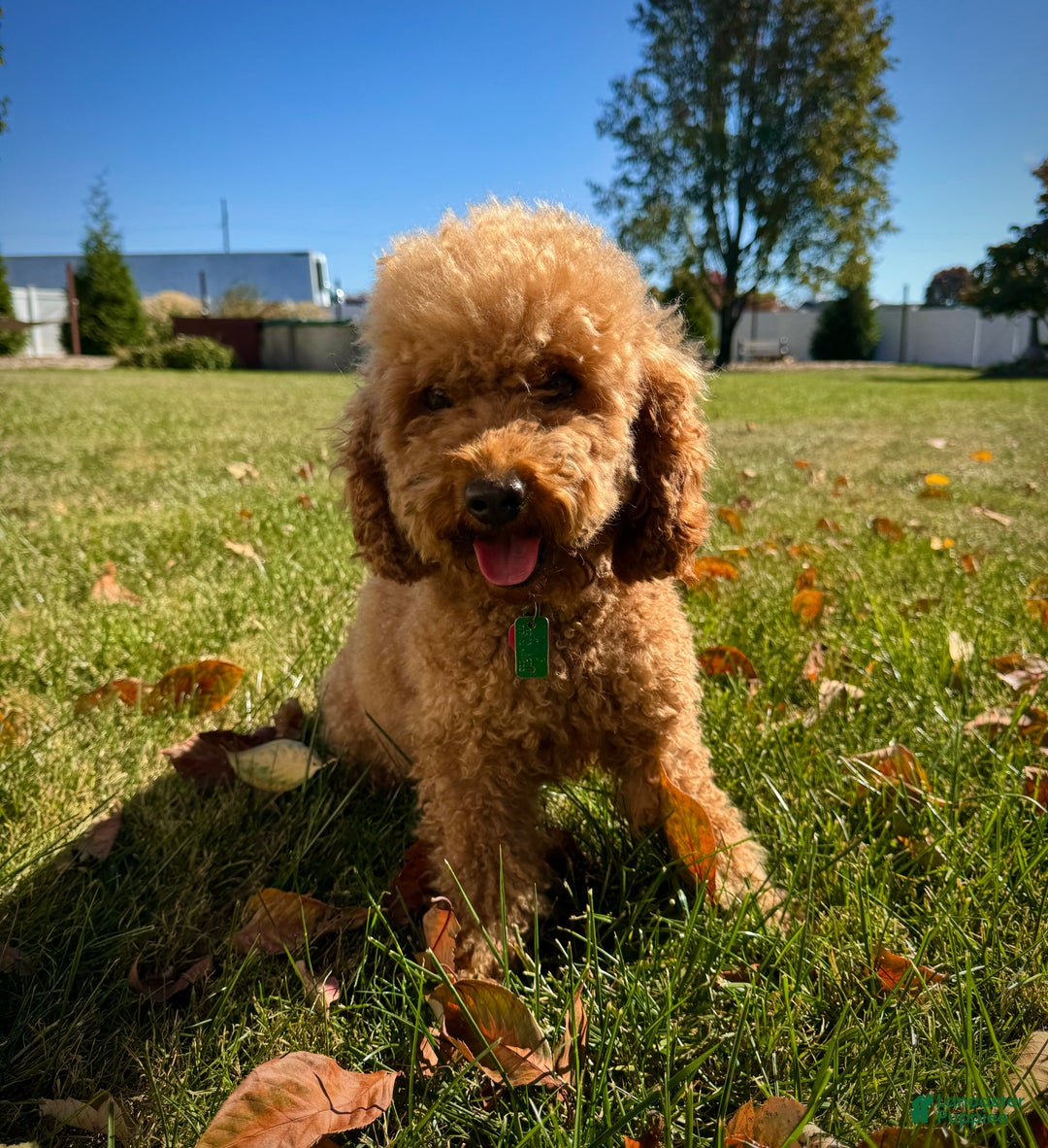 Mini Goldendoodle dogs for sale: Jazzy - Ad 5