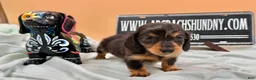 Miniature Dachshund dogs for sale: Russian AKC dapple Lh girl - Ad 4