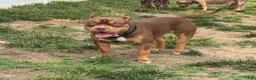 American Bully dogs for sale: Blossom - Ad 9