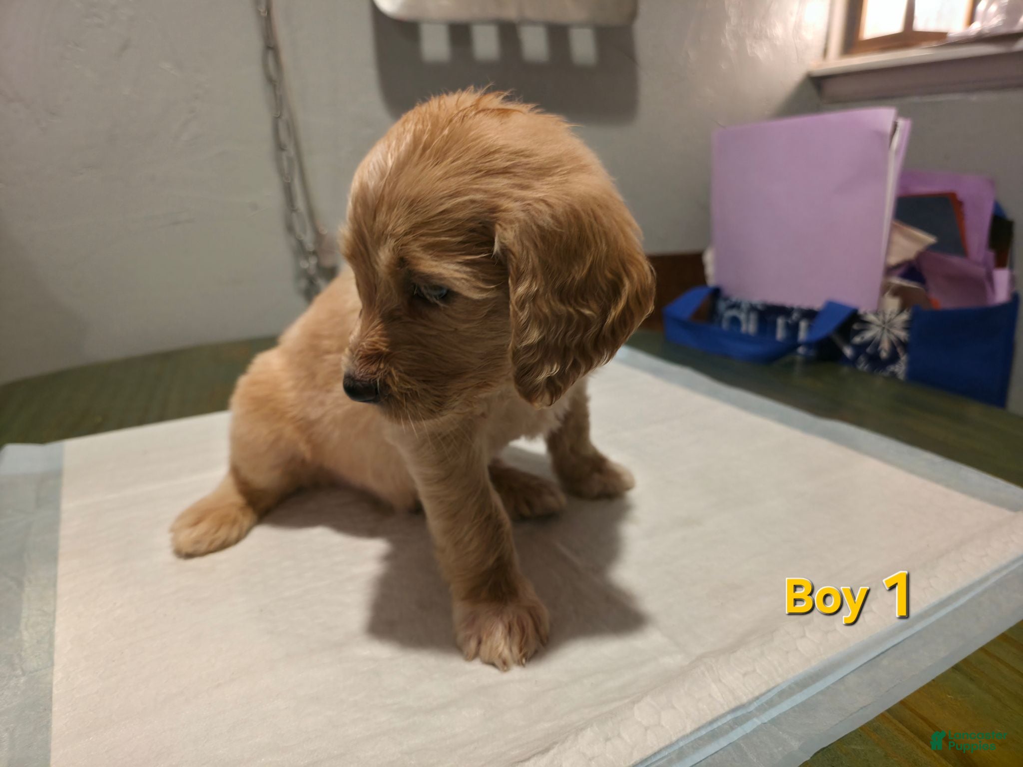 Goldendoodle dogs Goldendoodle male 1 - Ad 22