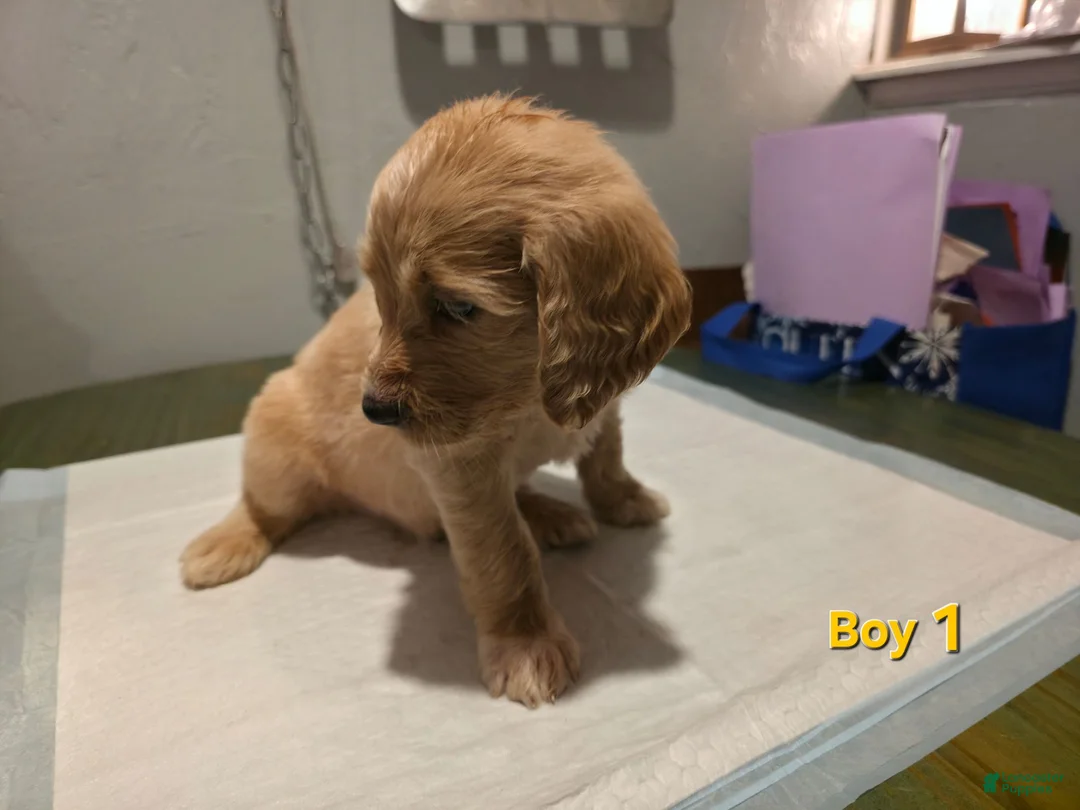 Goldendoodle dogs for sale: Goldendoodle male 1 - Ad 1