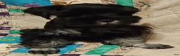 Miniature Schnauzer dogs for sale: Boy 1 - Ad 3