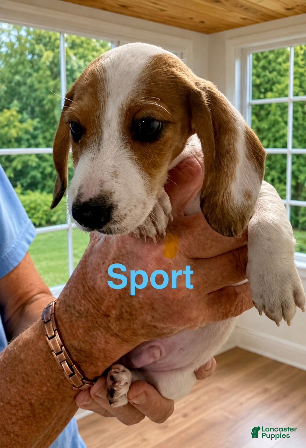 Miniature Dachshund dogs Miniature Dachshund 2 - Ad 1