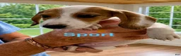 Miniature Dachshund dogs for sale: Miniature Dachshund 2 - Ad 1