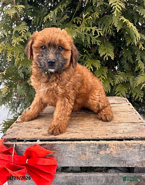 Whoodle dogs Westin - Ad 1