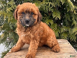 Whoodle dogs Westin - Ad 1