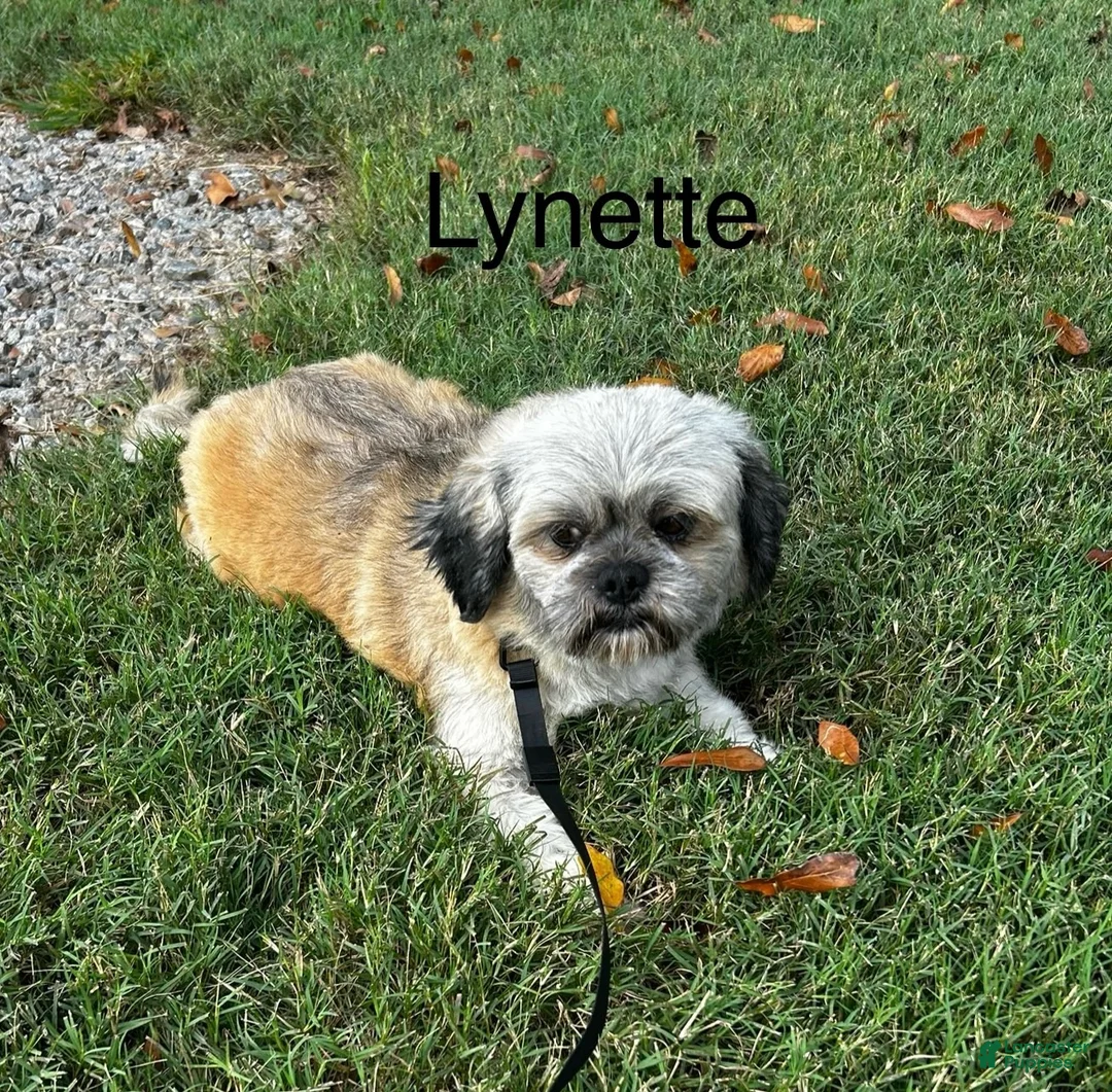 Lhasa Apso dogs for sale: Lhasa Apso 2 - Ad 4