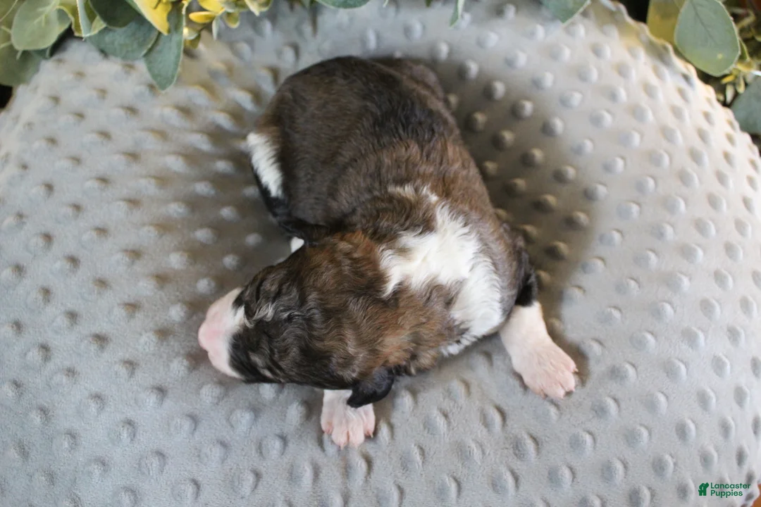 Bordoodle dogs for sale: Draco - Ad 2