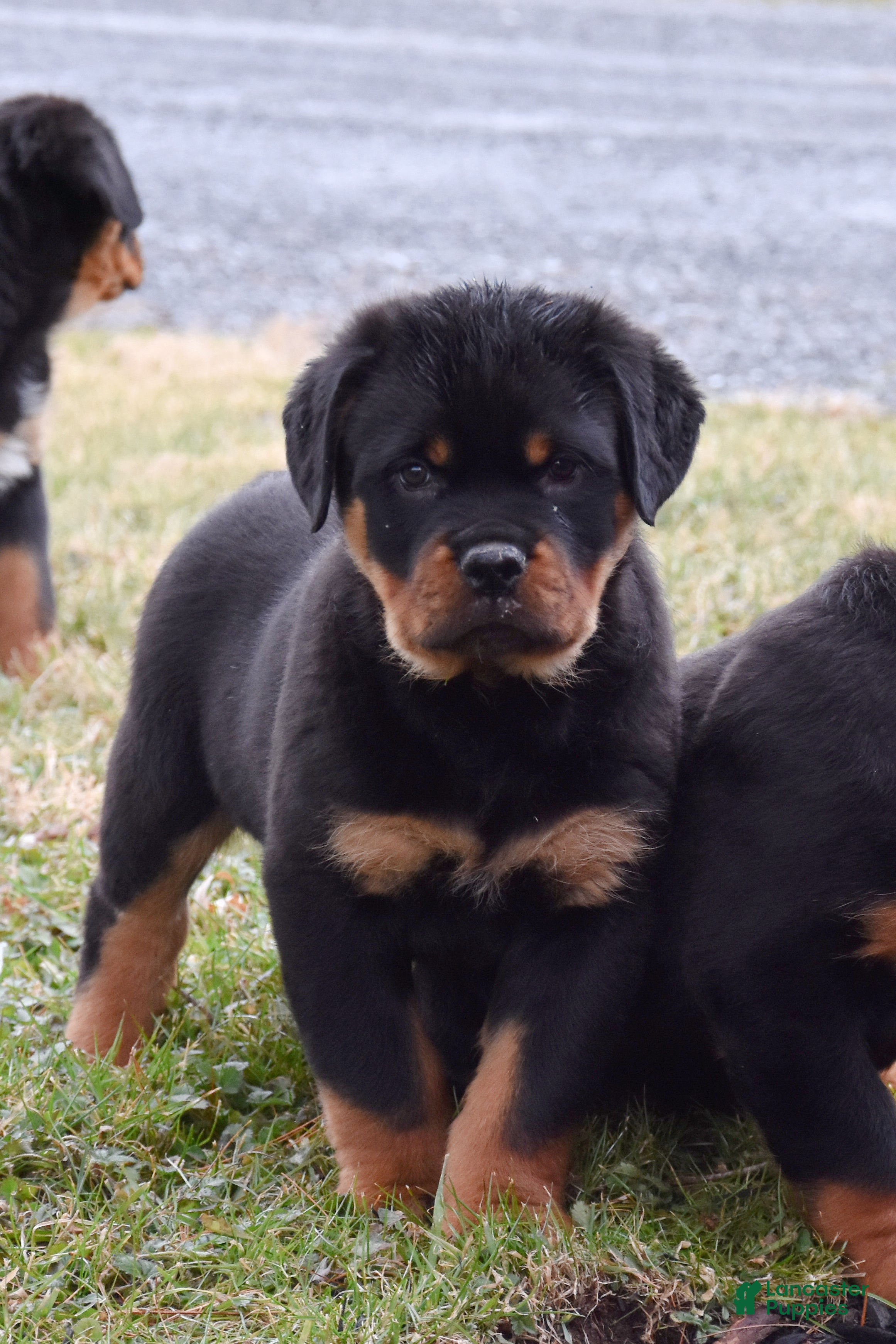 Rottweiler dogs Rockstar - Ad 8