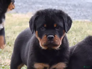 Rottweiler dogs Rockstar - Ad 38