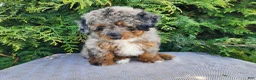 Mini Bernedoodle dogs for sale: Lettie - Ad 6