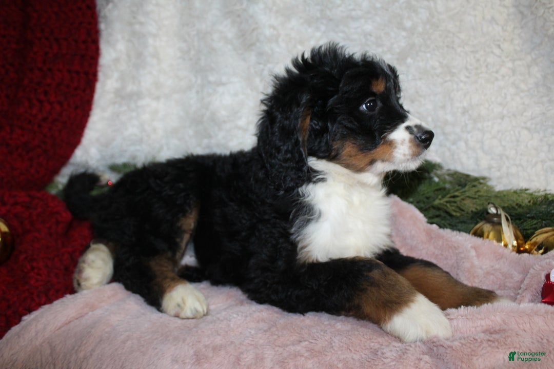 Bernedoodle dogs for sale: Rosie - Ad 3
